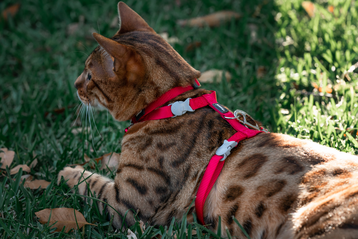 Red Dingo - Cat Harnesses – Meelo South Africa