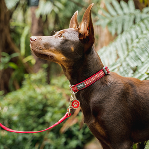 Red Dingo - Paw Print Hot Pink Tag & Engraving