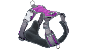 Red Dingo 'Purple' Padded Harness