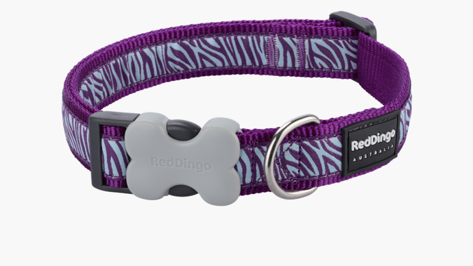 Red Dingo 'Safari Purple' Collar
